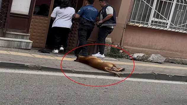 Aile Kavgasına Müdahale Eden Polisleri Köpek ve Sahibi Issırdı!
