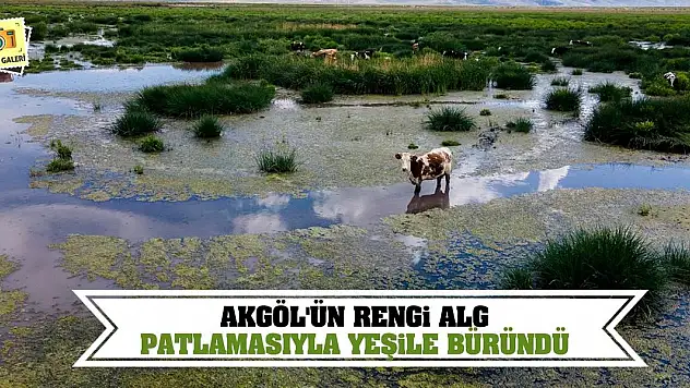 Akgöl'ün rengi alg patlamasıyla yeşile büründü