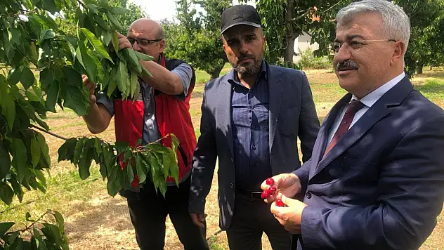 Akşehir Kirazı'nın geleceği sahada değerlendirildi