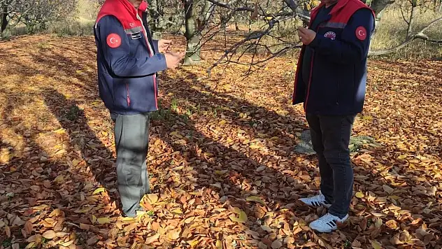 Akşehir kirazında saha incelemeleri yapıldı