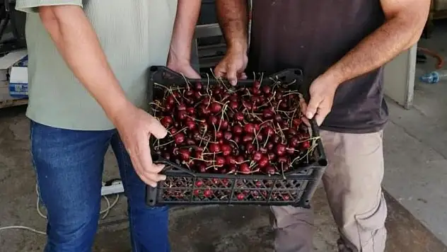 Akşehir'de ilk kiraz hasat edildi
