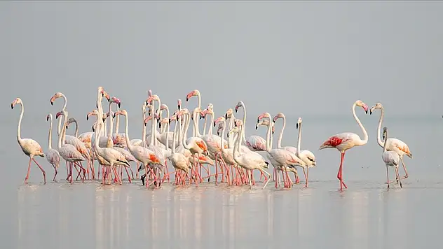 Akyatan Lagünü flamingolarla renklendi
