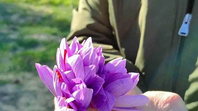 Altın değerindeki safranın hasadı yapıldı