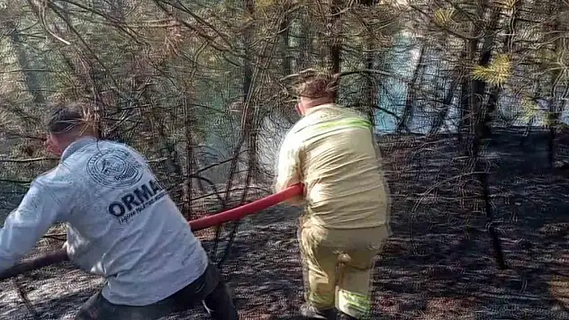 Amasya'da orman yangını