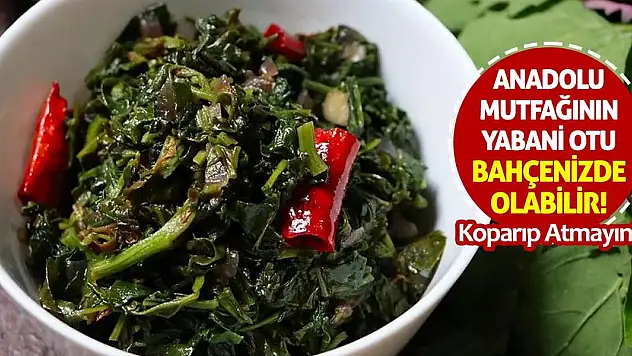 Anadolu Mutfağının Yabani Otu Bahçenizde Olabilir! Koparıp Atmayın!