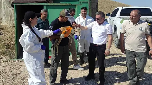 Anadolu yaban koyunları hastalık riskine karşı aşılandı