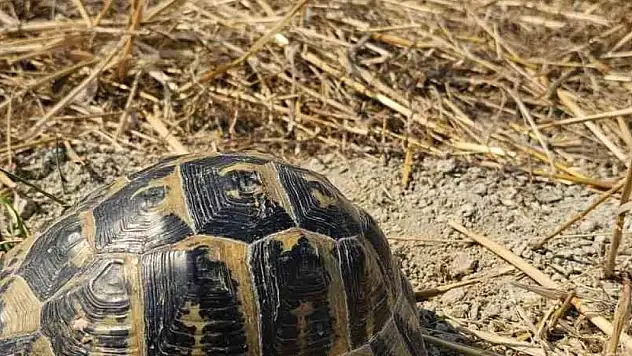 Anız yangınında mahsur kalan kaplumbağayı itfaiye kurtardı