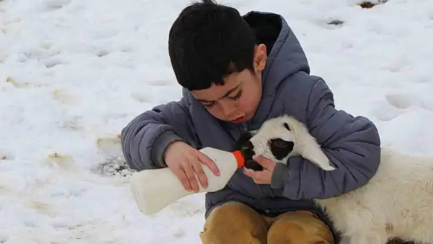 Annelerinin reddettiği kuzular biberon ile besleniyor