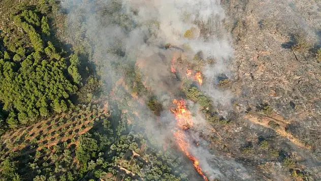Antalya'da orman yangını çıktı