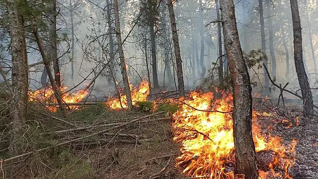 Antalya'da ormanlık alanda çıkan yangına müdahale ediliyor