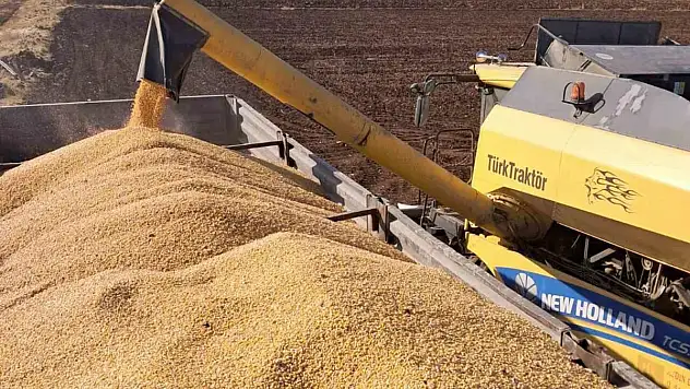 Araban Ovası'nda mısır hasadına başlandı