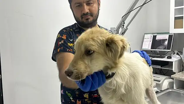 Arabanın çarptığı sahipsiz köpeği tedavi ettirip sahiplendirdi