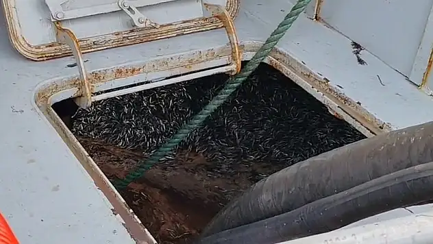 Araklı Limanı'nda hafta sonu hamsi yoğunluğu