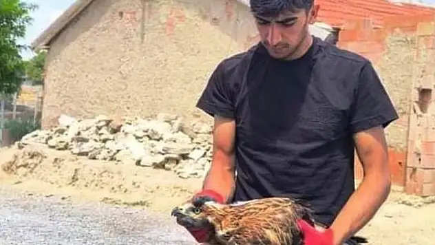 Arazide bulduğu yaralı şahini doğa koruma ekiplerine teslim etti