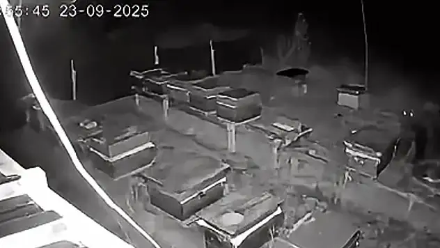 Arıcıların 4 kovan balını yiyen bozayı kamerada