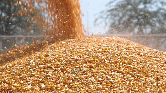 Arpa ve mısır ithalatında tarife kontenjanları 1 milyon tona yükseltildi