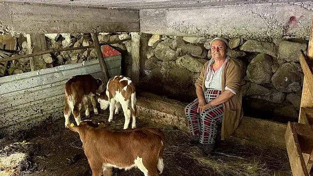 Artvin'de bir inek dördüz doğurdu, aile büyük sevinç yaşadı