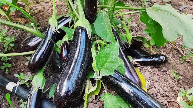 Aşçılar patlıcanı böyle hazırlıyorlar asla kararma sorunu olmuyor! Evde yaparken deneyin