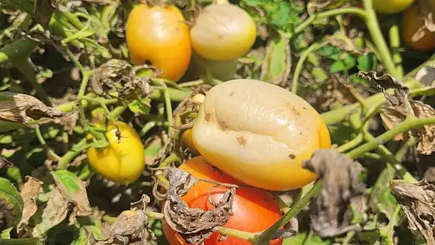 Aşırı sıcak kavun, karpuz,  biber ve domatesleri yaktı