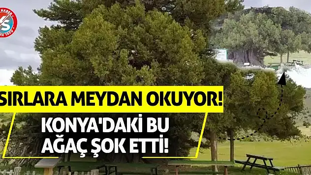 Asırlara Meydan Okuyor! Konya'daki Bu Ağaç Şok Etti!