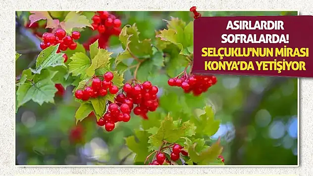 Asırlardır Sofralarda! Selçuklu'nun Mirası Konya'da Yetişiyor