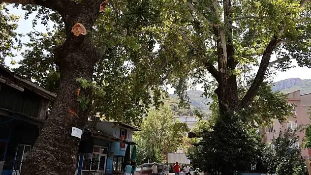 Asırlık çınar ağacı faciaya yol açıyordu!
