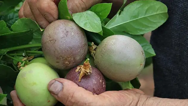 'Aşk meyvesi' olarak biliniyor! Kilosu 100 TL'den kasa kasa satılıyor, iltihap sökücüymüş