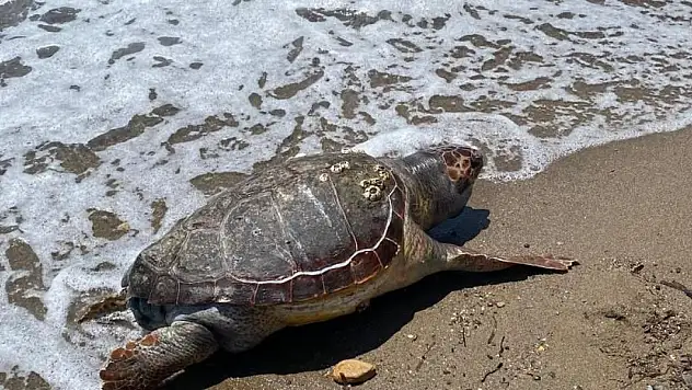 Assos sahilinde ölü caretta caretta bulundu