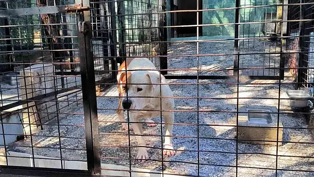 Ata saldıran köpek yakalandı