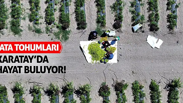 Ata Tohumları Karatay'da Hayat Buluyor