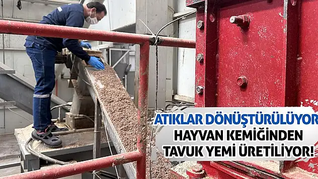 Atıklar Dönüştürülüyor! Hayvan Kemiğinden Tavuk Yemi Üretiliyor!