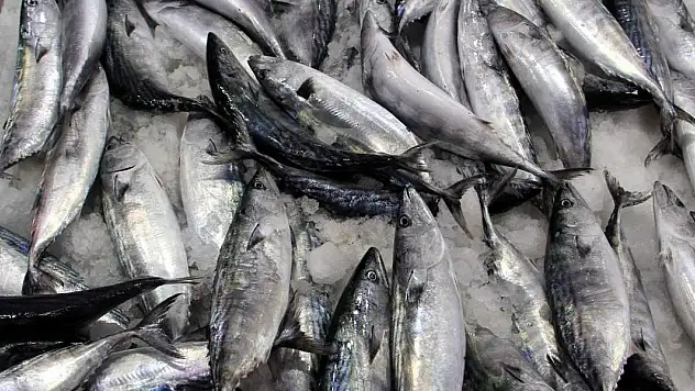 Av sezonunda 50 bin ton palamut yakalandı