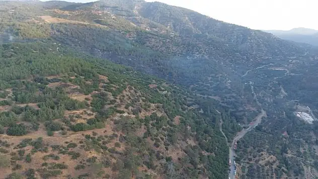 Aydın'da orman yangını