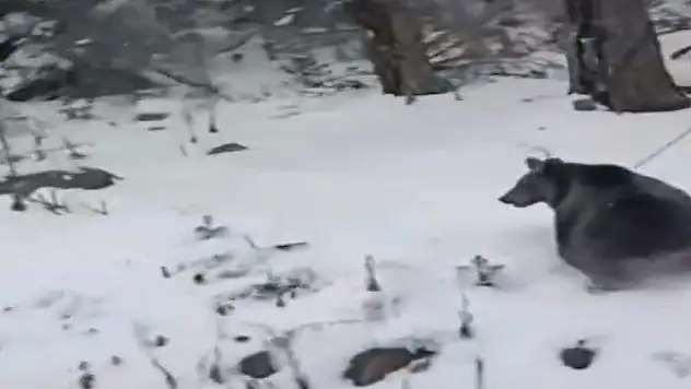 Ayılar kış uykusunu unuttu