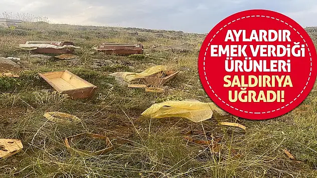 Aylardır emek verdiği ürünleri saldırıya uğradı!