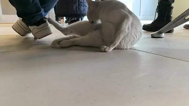 Bacağı kırılan kedi Devlet Hastanesi acile geldi!
