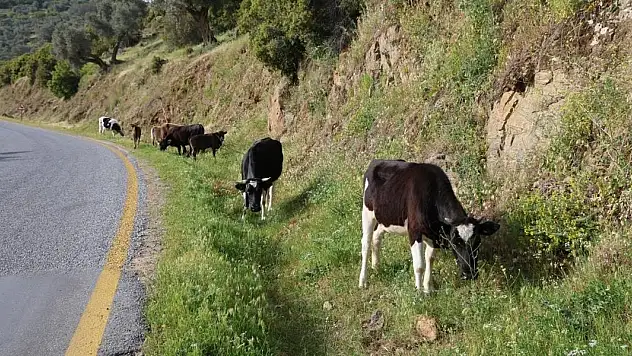 Bahar ayları ile birlikte yol kenarları meraya döndü