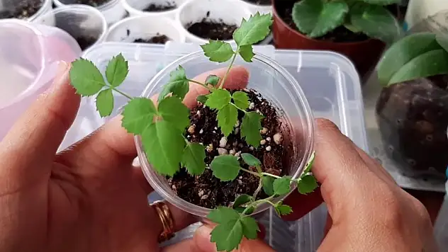 Bahçenizdeki veya balkonunuzdaki gül büyümüyor mu? İşte gülü büyütme tekniği
