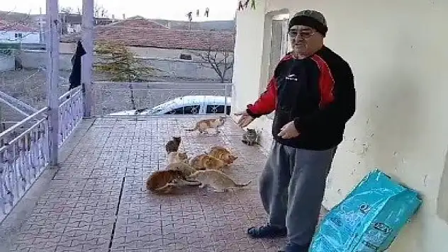 Bahçesindeki kedilere bakmak için seferber oldu