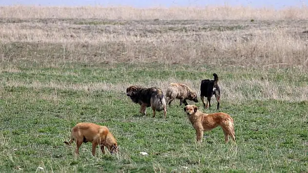 Bakan Tekin'den köpeklerin saldırısında ölen Eslem için başsağlığı mesajı