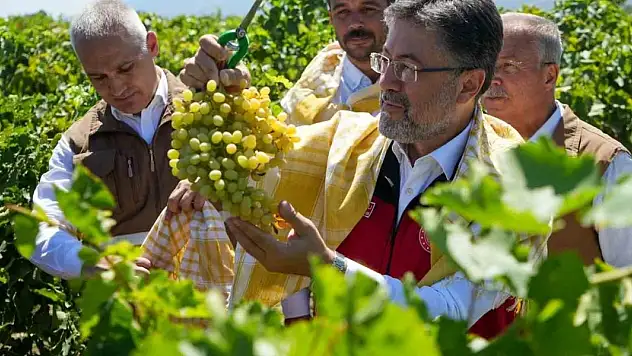 Bakan Yumaklı Manisa'da üzüm hasat etti