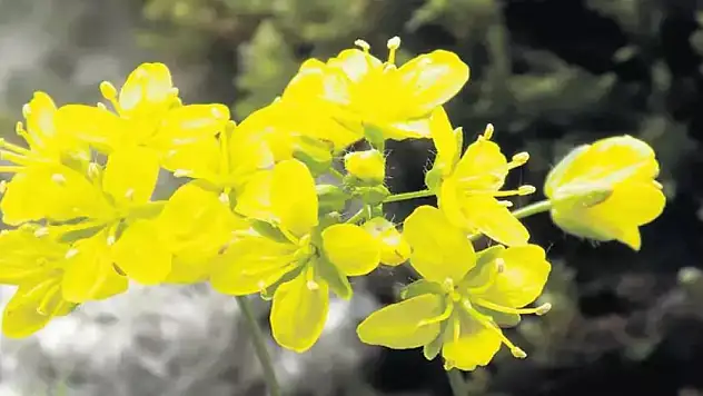 Bakan Yumaklı: Tüylü Kekreçiçeği, Türkiye florasına kaydedildi