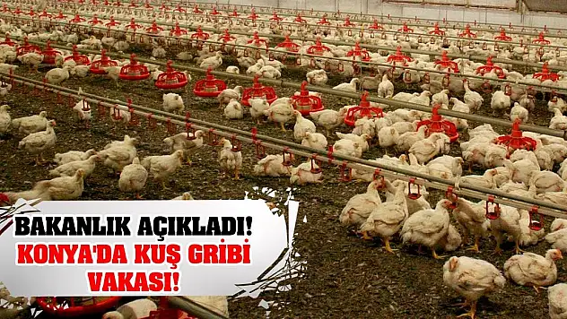 Bakanlık Açıkladı! Konya'da Kuş Gribi Vakası!