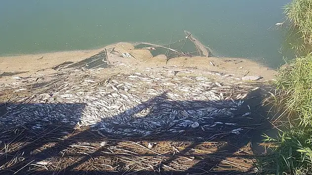 Balık ölümlerinin yaşandığı Karasu Çayı'nda inceleme