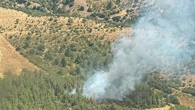 Balıkesir'de orman yangını