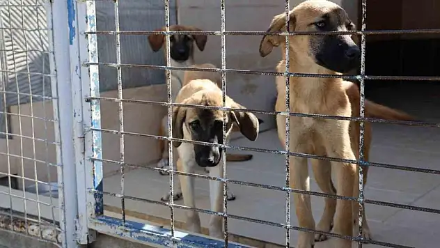Barınakta 'öldü' denilen köpeğin uyuduğu ortaya çıktı