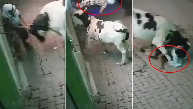Başıboş inek yaşlı kadına saldırdı, havaya attı ve çiğnedi!