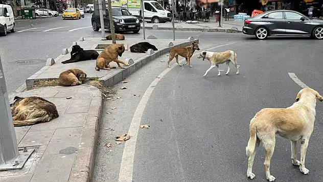 Başıboş köpek düzenlemesi bugün komisyonda görüşülecek