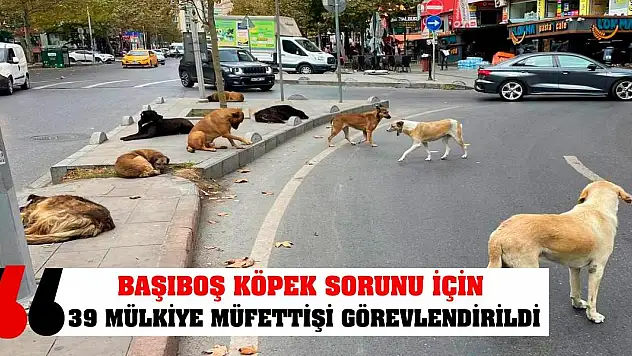 Başıboş köpek sorunu için 39 mülkiye müfettişi görevlendirildi