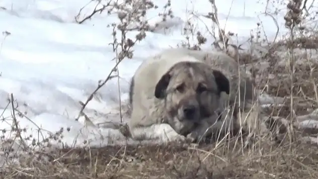 Başıboş köpekler 12 yaşındaki Eslem'i hayattan kopardı